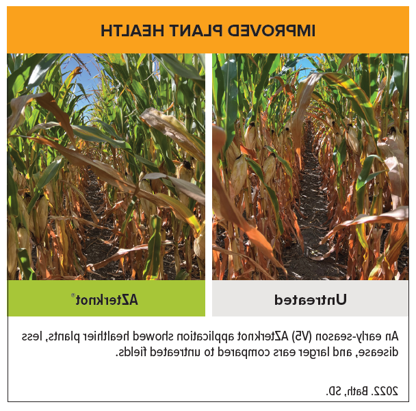 AZterknot V5 Corn side by side-1