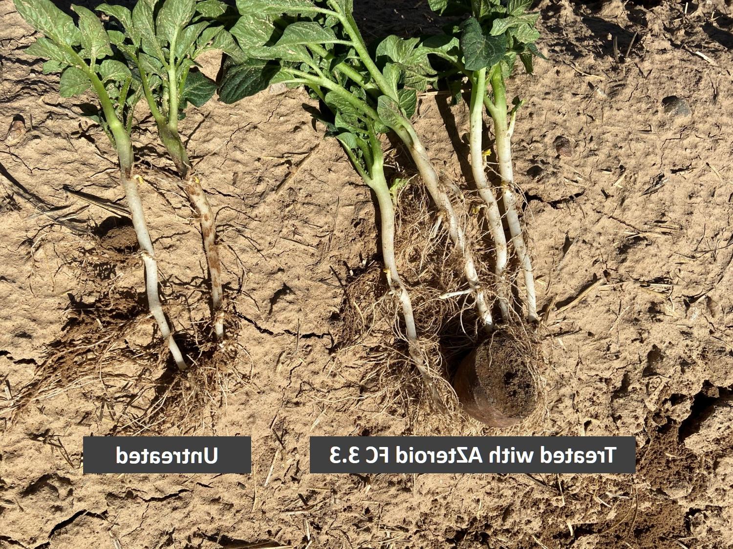 Potato NM Demo AZteroid FC 33 vs untreated with text